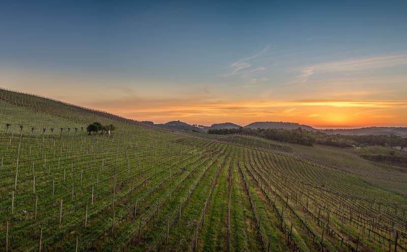 Parreirais do Vale dos Vinhedos, em Bento Gonçalves, ao entardecer