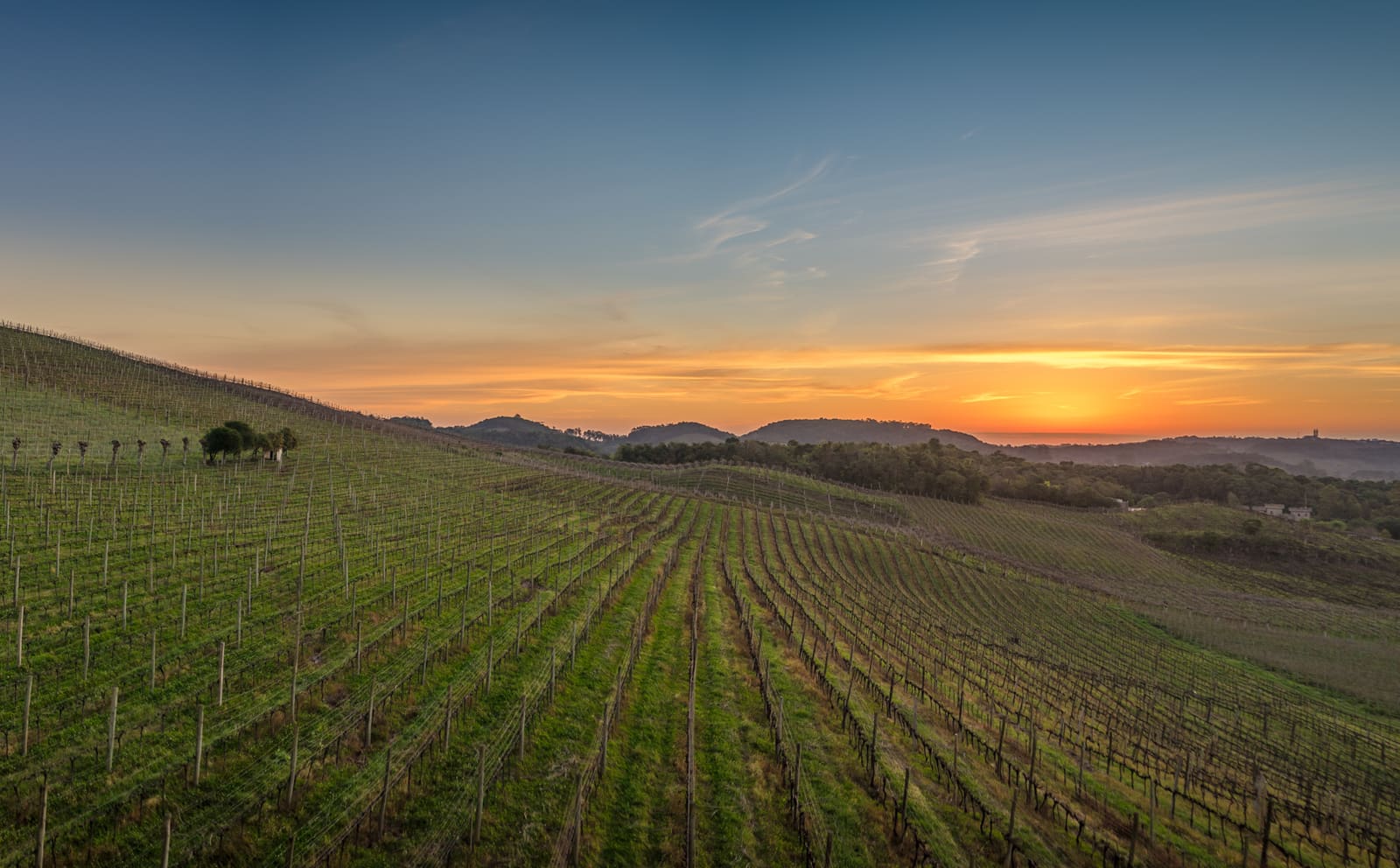 Parreirais do Vale dos Vinhedos, em Bento Gonçalves, ao entardecer