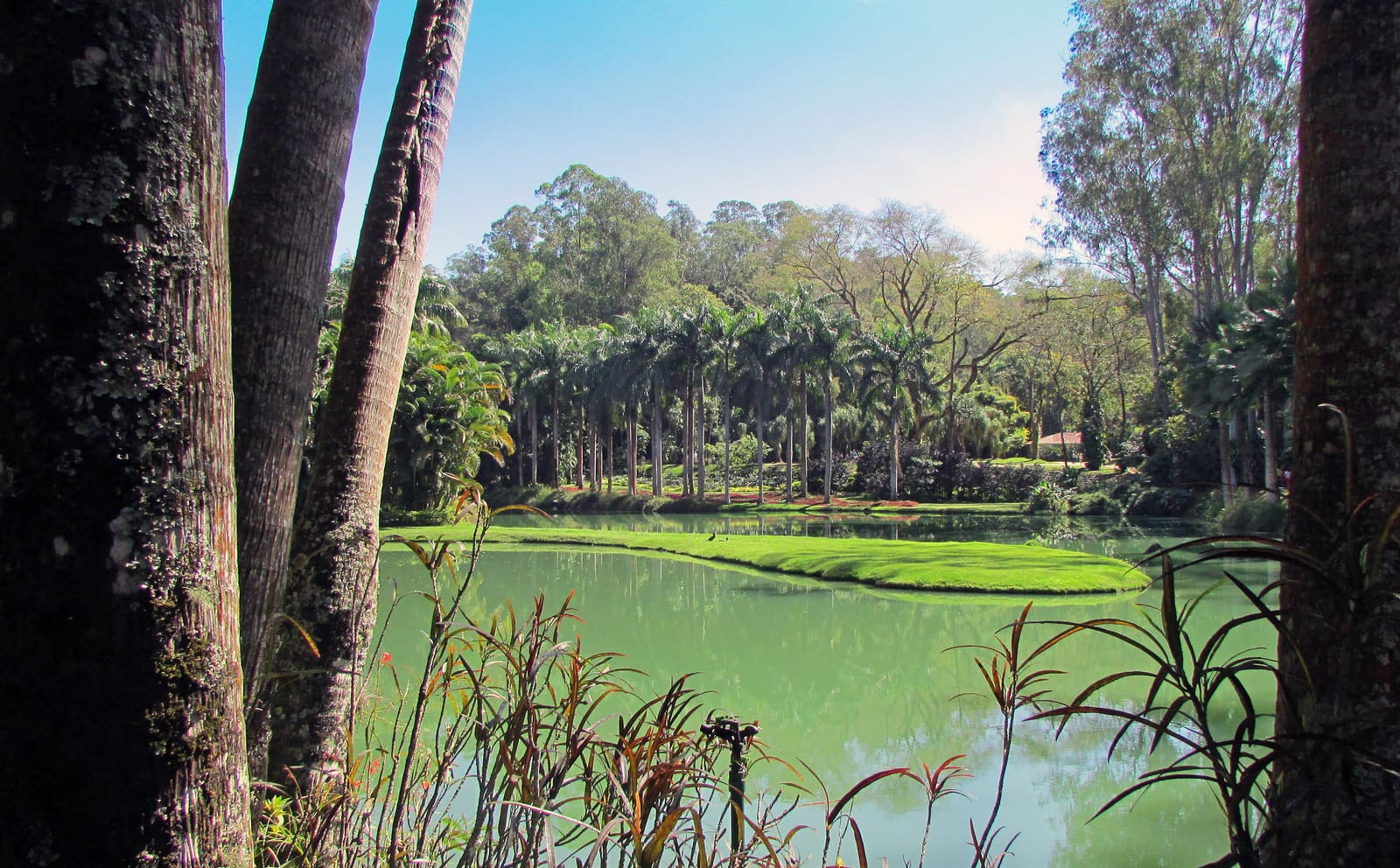 Lago emoldurado por árvores nos jardins do Instituto Inhotim, em Brumadinho