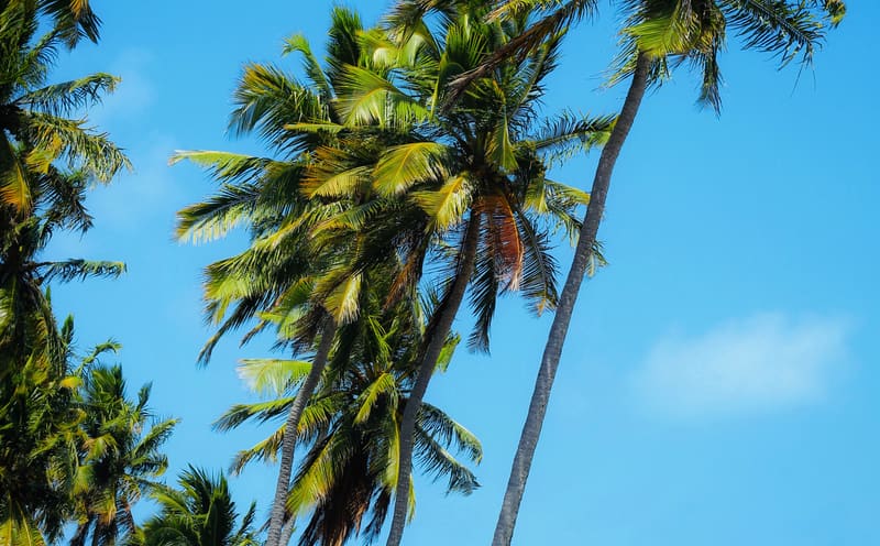Coqueiros na praia de Japaratinga, litoral norte de Alagoas