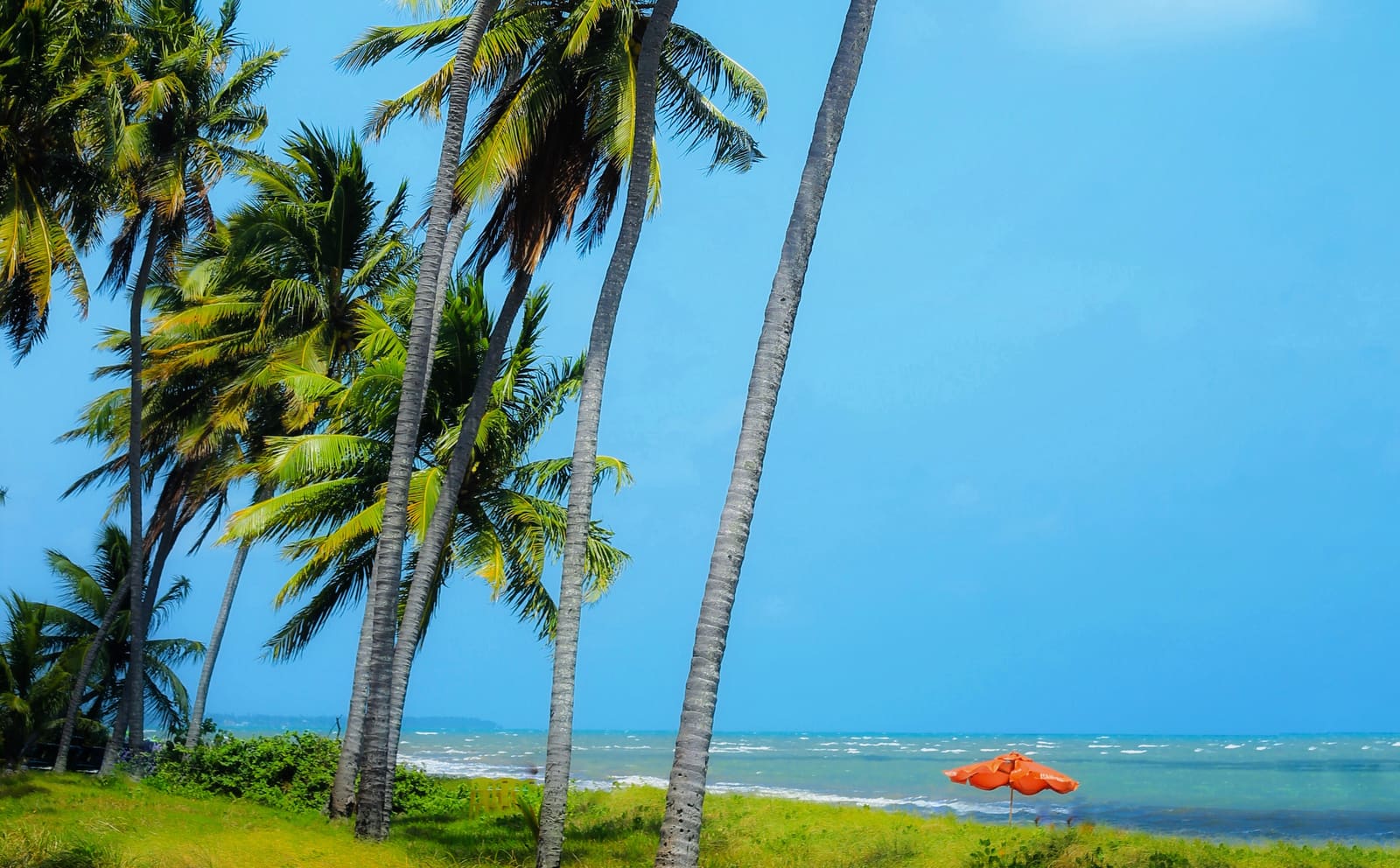 Coqueiros na praia de Japaratinga, litoral norte de Alagoas